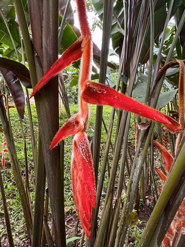 Casa Amueblada en La Tigra, San Carlos - Alquiler a Largo Plazo - foto 14